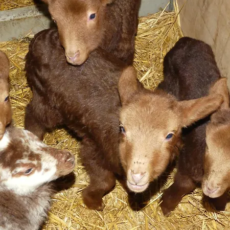 Poesie 3* Froidchapelle