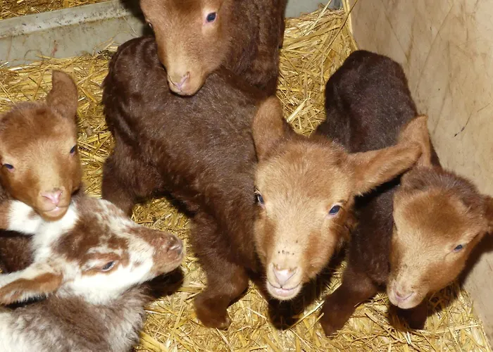 Poesie 3* Froidchapelle